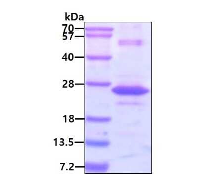 SDS-Page: Recombinant Human Gremlin 1 His Protein [NBP2-23088] - 3ug by SDS-PAGE under reducing condition and visualized by coomassie blue stain